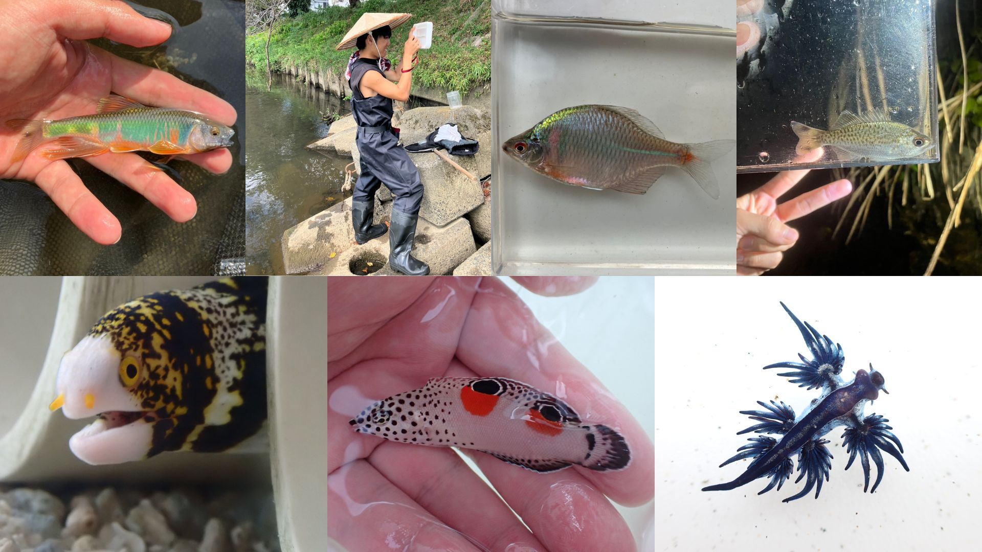 大阪大学生物研究会 の宣伝画像 3枚目