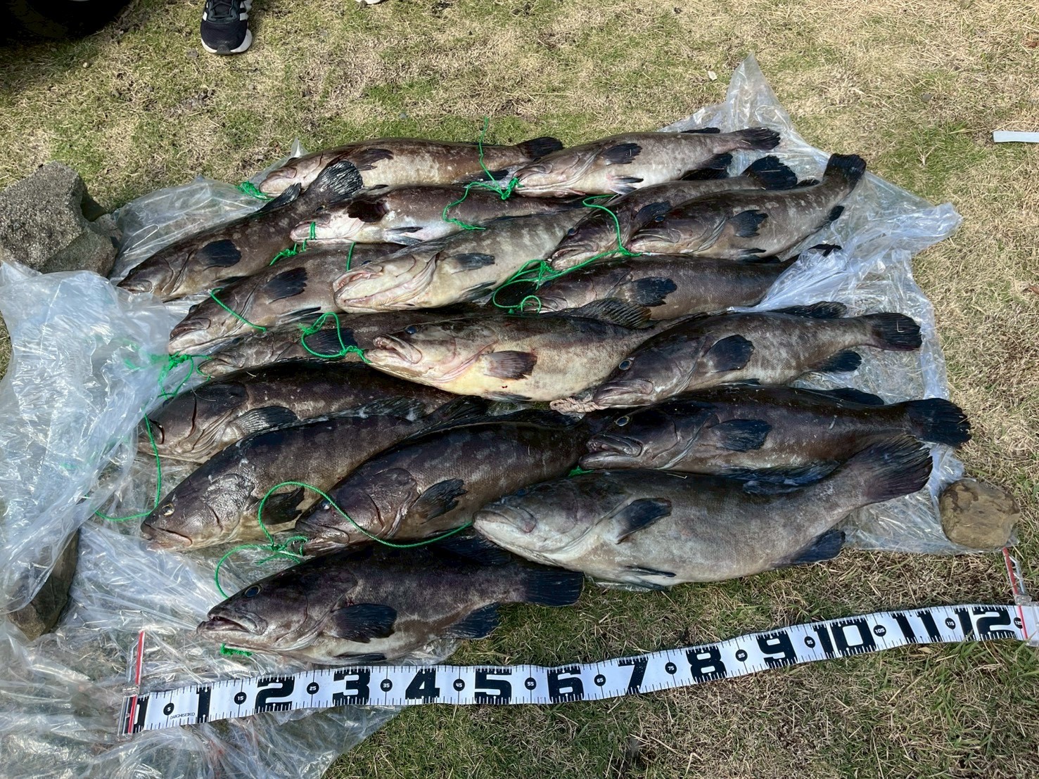体育会釣部 の宣伝画像 5枚目
